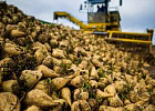 Сезон переработки сахарной свеклы будет коротким Сезон переработки сахарной свеклы будет коротким